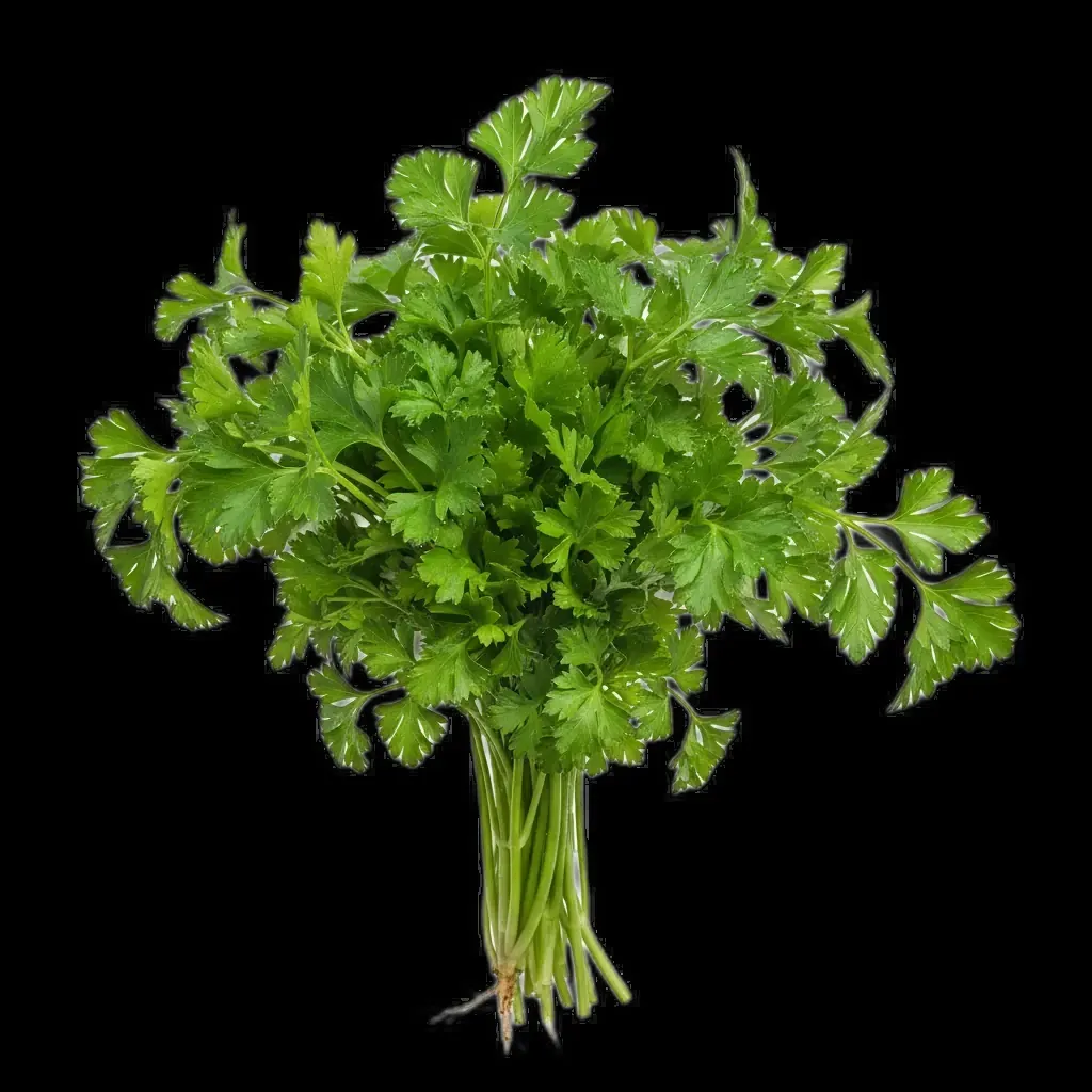 Perejil - hierba fresca rica en nutrientes